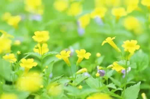 一直让罚流水提不了款怎么办必须要懂.概括（图）