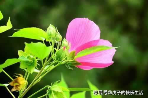 【揭秘】网上黑网被黑：系统维护审核不给出款，揭秘背后真相！