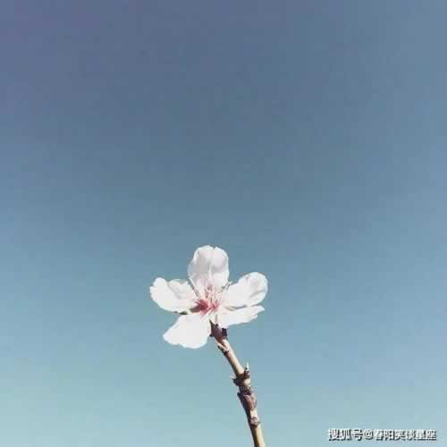 【紧急！】被黑钱不给提款？教你一招自救绝招，别再上当！大家怎么处理（图）