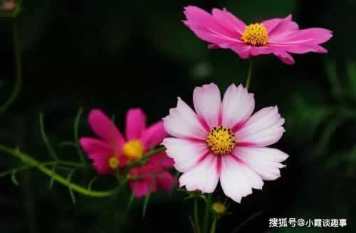 黑平台不出款怎么解决.编者心得(图)