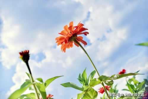 碰到黑网被黑不能提该.文章引题（图）