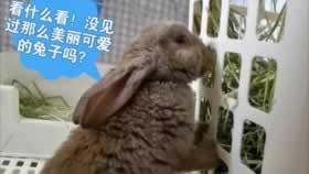 注单延迟不给出款解决办法怎么自救.小编心得(图)