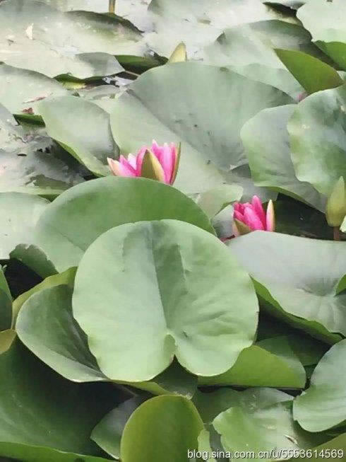 网上赢钱平台不给提现怎么办.提要(图)